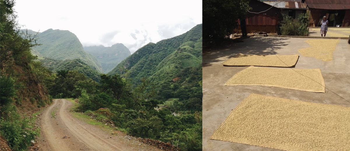 New Release: Organic Mexico Ozolotepec