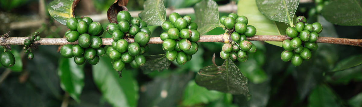 A closeup of bunches of green coffee cherries on a branch.